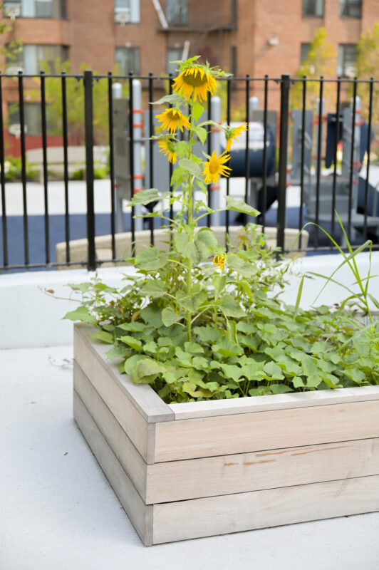 Betances Houses Wavecrest Management